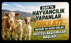 Uşak’ta Hayvancılık Yapanlar Dikkat! Buzağı ve Kuzu-Oğlak Desteği Başvuruları Başladı