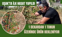 Uşak’ta İlk Hasat Yapıldı, 1 Dekardan 1 Tonun Üzerinde Ürün Bekleniyor