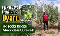 Uşak’ta Zeytin Üreticilerine Uyarı! Hasada Kadar Mücadele Sürecek