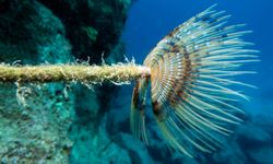Bodrum'un Su Altındaki Gizli Dünyası! 34 Metre Derinlikte Yaşam