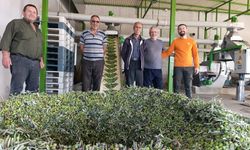 Manisa Köprübaşı’nda Yavuzhan Zeytinyağı Fabrikası Sezona “Merhaba”Dedi