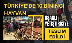 Türkiye’de 10 Bininci Hayvan Uşaklı Yetiştiriciye Teslim Edildi
