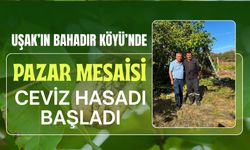Uşak’ın Bahadır Köyü’nde Pazar Mesaisi, Ceviz Hasadı Başladı