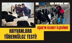 Uşak’ın Ulubey İlçesinde Hayvanlara Tüberküloz Testi! Kan Örnekleri Alındı