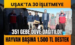 Uşak’ta 30 İşletmeye 351 Gebe Düve Dağıtıldı! Hayvan Başına 1.500 TL Destek