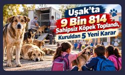 Uşak’ta 9 Bin 814 Sahipsiz Köpek Toplandı, Kuruldan 5 Yeni Karar