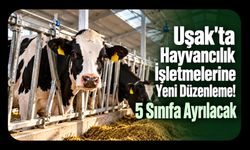 Uşak'ta Hayvancılık İşletmelerine Yeni Düzenleme! 5 Sınıfa Ayrılacak