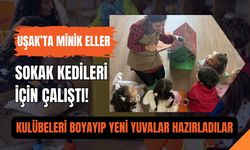 Uşak’ta Minik Eller Sokak Kedileri İçin Çalıştı! Kulübeleri Boyayıp Yeni Yuvalar Hazırladılar