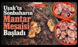 Uşak’ta Sonbaharın Mantar Mesaisi Başladı