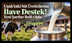 Uşak'taki Süt Üreticilerine İlave Destek! Yeni Şartlar Belli Oldu
