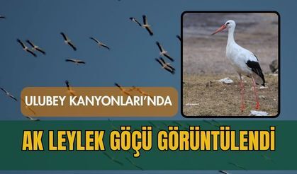 Ulubey Kanyonları’nda Ak Leylek Göçü Görüntülendi