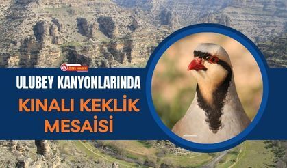 Ulubey Kanyonlarında Kınalı Keklik Mesaisi