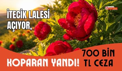 İtecik Lalesi Açıyor, Koparan Yandı! 700 Bin TL Ceza