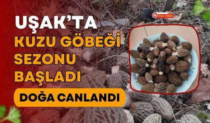 Uşak’ta Kuzu Göbeği Sezonu Başladı, Doğa Canlandı