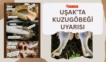 Uşak’ta Kuzugöbeği Uyarısı: Bu Detayı Bilmeyen Toplamasın