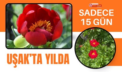 Uşak’ta Yılda Sadece 15 Gün: İtecik Lalesi Kan Kırmızısı Rengiyle Açmaya Hazırlanıyor