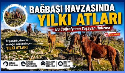 Bağbaşı Havzasında “Yılkı Atları”, Bu Coğrafyanın Yaşayan Hafızası