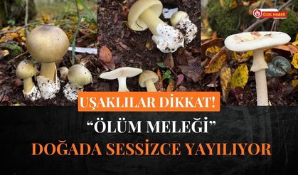 Uşaklılar Dikkat! “Ölüm Meleği” Doğada Sessizce Yayılıyor