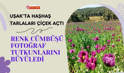 Uşak’ta Haşhaş Tarlaları Çiçek Açtı, Renk Cümbüşü Fotoğraf Tutkunlarını Büyüledi