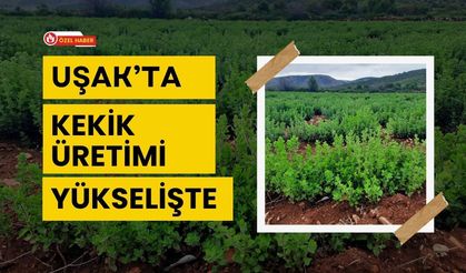 Uşak’ta Kekik Üretimi Yükselişte, Tarlalardan Avrupa’ya Uzanan Aromatik Yolculuk