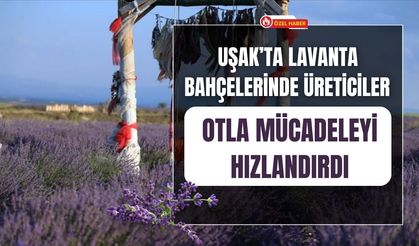 Uşak’ta Lavanta Bahçelerinde Üreticiler Otla Mücadeleyi Hızlandırdı