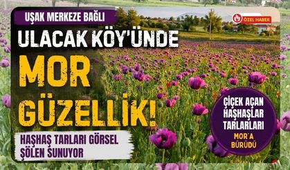 Uşak’ta Mor Şölen, Ulucak Köyü’ndeki Haşhaş Tarlaları Fotoğraf Tutkunlarını Büyülüyor