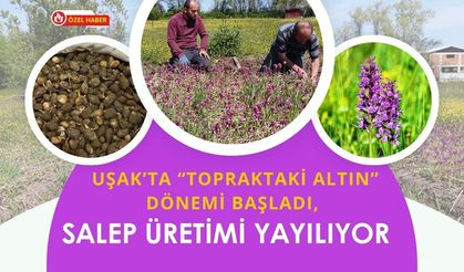 Uşak’ta “Topraktaki Altın” Dönemi Başladı, Salep Üretimi Yayılıyor