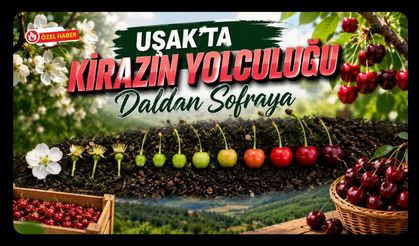 Daldan Sofraya Kirazın Yolculuğu, Kaliteyi Belirleyen Süreç