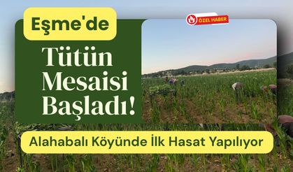 Eşme'de Tütün Mesaisi Başladı! Alahabalı Köyünde İlk Hasat Yapılıyor