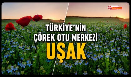 Türkiye'nin Çörek Otu Merkezi Uşak! Üretimin Yarısı Bu Topraklardan Karşılanıyor