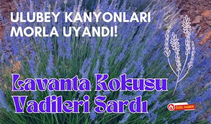 Ulubey Kanyonları Morla Uyandı! Lavanta Kokusu Vadileri Sardı