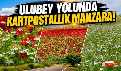 Ulubey Yolunda Kartpostallık Manzara! Çörekotu Tarlasındaki Gelincikler Hayran Bıraktı
