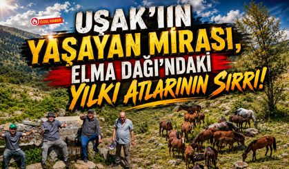 Uşak'ın Yaşayan Mirası, Elma Dağı'ndaki Yılkı Atlarının Sırrı!