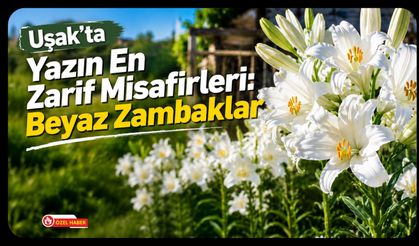 Uşak'ta Yazın En Zarif Misafirleri, Beyaz Zambaklar