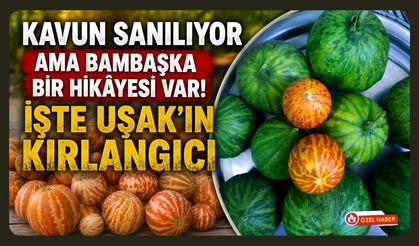 Kavun Sanılıyor Ama Bambaşka Bir Hikâyesi Var! İşte Uşak'ın Kırlangıcı