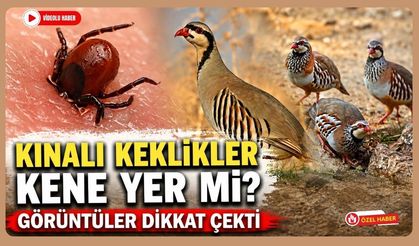 Kınalı Keklikler Kene Yer mi? Görüntüler Dikkat Çekti