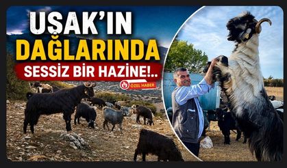 Uşak'ın Dağlarında Sessiz Bir Hazine!..