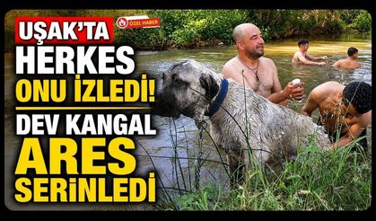 Uşak'ta Herkes Onu İzledi! Dev Kangal Ares Serinledi