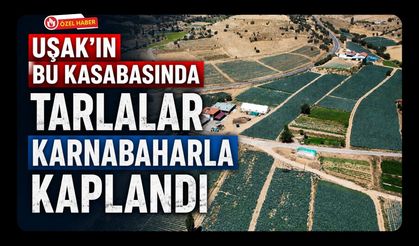 Uşak’ın Bu Kasabasında Tarlalar Karnabaharla Kaplandı