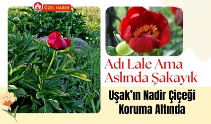 Adı Lale Ama Aslında Şakayık, Uşak’ın Nadir Çiçeği Koruma Altında