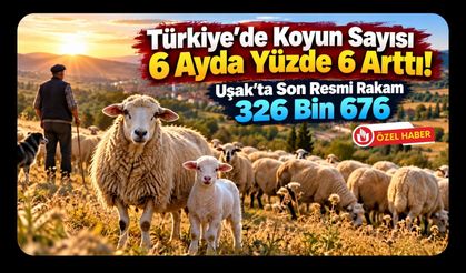 Türkiye'de Koyun Sayısı 6 Ayda Yüzde 6 Arttı! Uşak'ta Son Resmi Rakam 326 Bin 676
