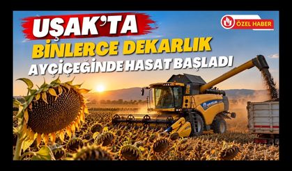 Uşak’ta Binlerce Dekarlık Ayçiçeğinde Hasat Başladı