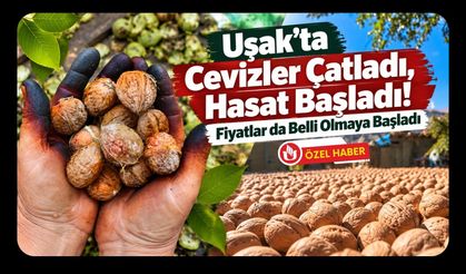 Uşak’ta Cevizler Çatladı, Hasat Başladı! Fiyatlar da Belli Olmaya Başladı