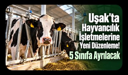 Uşak'ta Hayvancılık İşletmelerine Yeni Düzenleme! 5 Sınıfa Ayrılacak