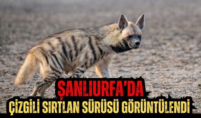 Şanlıurfa’da çizgili sırtlan sürüsü görüntülendi  - Videolu Haber