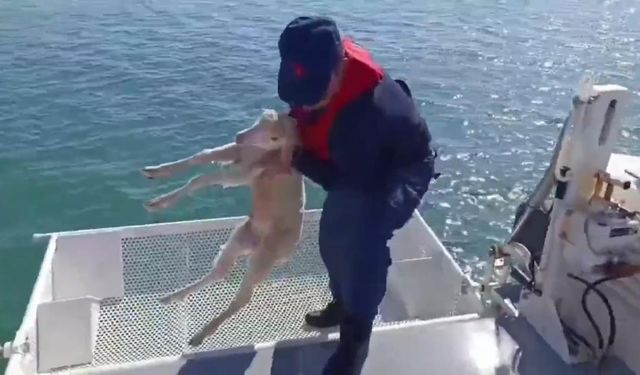Denizde Sürüklenen Kuzu, Sahil Güvenlik Tarafından Kurtarıldı