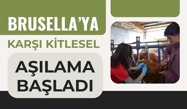 Brusella’ya Karşı Kitlesel Aşılama Başladı