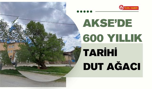 AKSE’DE 600 YILLIK TARİHİ DUT AĞACI