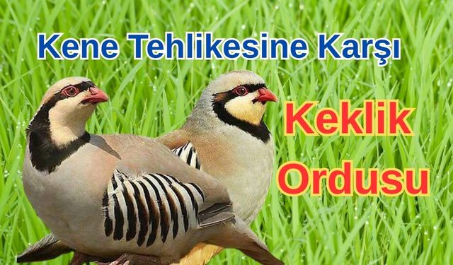Kene Tehlikesine Karşı Keklik Ordusu