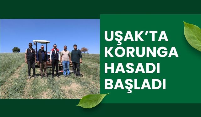 Uşak’ta Korunga Hasadı Başladı